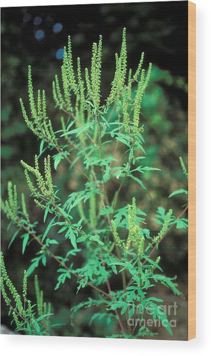 Plant Wood Print featuring the photograph Common Ragweed In Flower by John Kaprielian