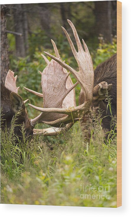 Bull Moose Wood Print featuring the photograph Engaged by Aaron Whittemore