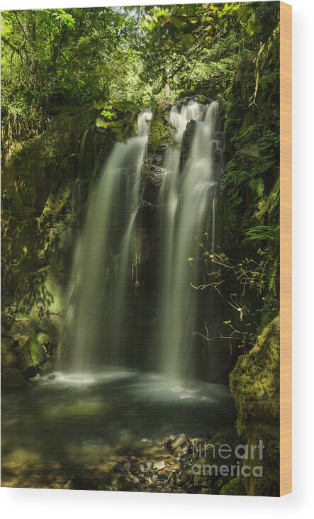 Tropical Wood Print featuring the photograph Cool Down #1 by Nick Boren