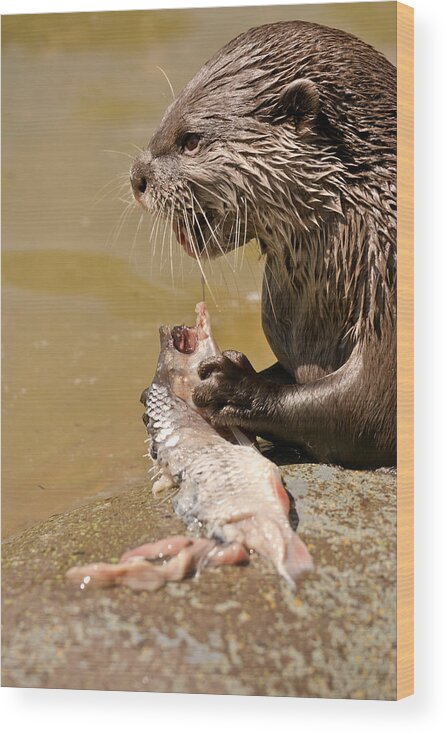 Otter Wood Print featuring the photograph Dinner Time #1 by Scott Carruthers