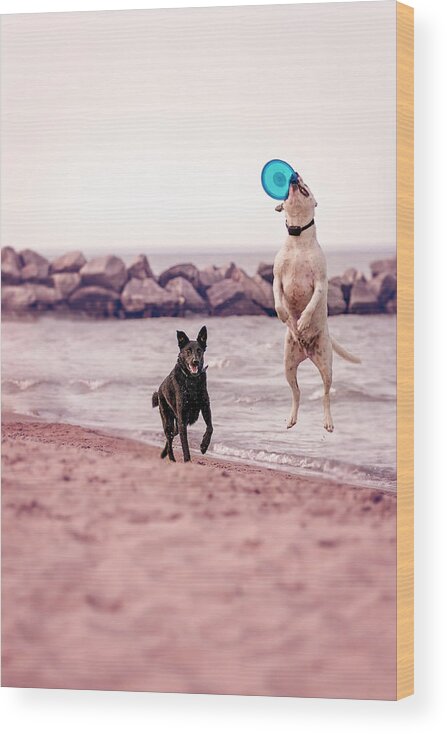 Action Wood Print featuring the photograph Dog with frisbee #1 by Peter Lakomy