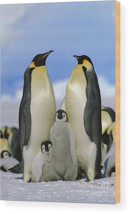 Mp Wood Print featuring the photograph Emperor Penguin Family by Konrad Wothe