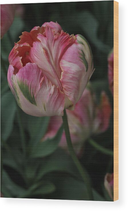 Tulip Wood Print featuring the photograph Green Wave Parrot Tulip by Tammy Pool