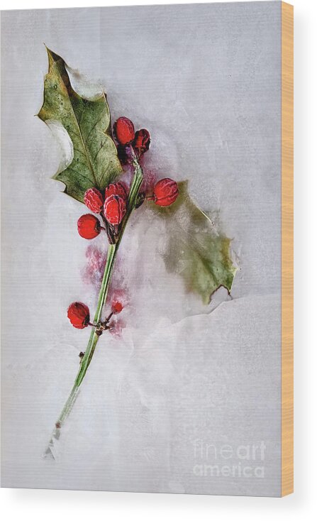 Holly Wood Print featuring the photograph Holly 5 by Margie Hurwich