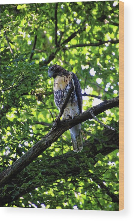 Hawk Wood Print featuring the photograph I See You by Doolittle Photography and Art
