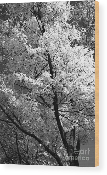 Tree Wood Print featuring the photograph Infrared tree pic #1 by Heiko Koehrer-Wagner