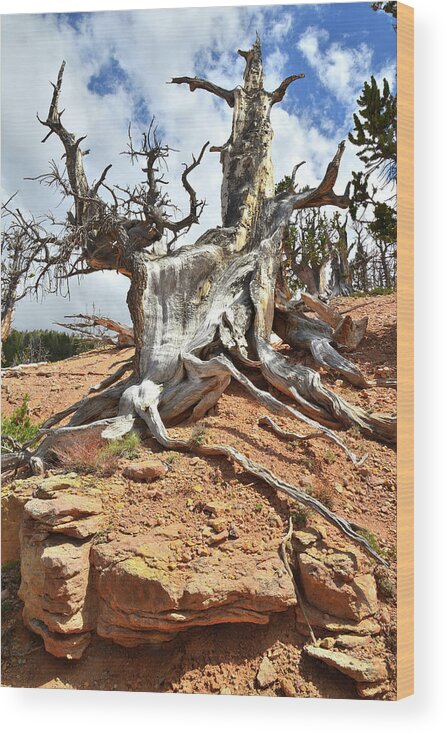 Twisted Forest Wood Print featuring the photograph King of the Hill #1 by Ray Mathis