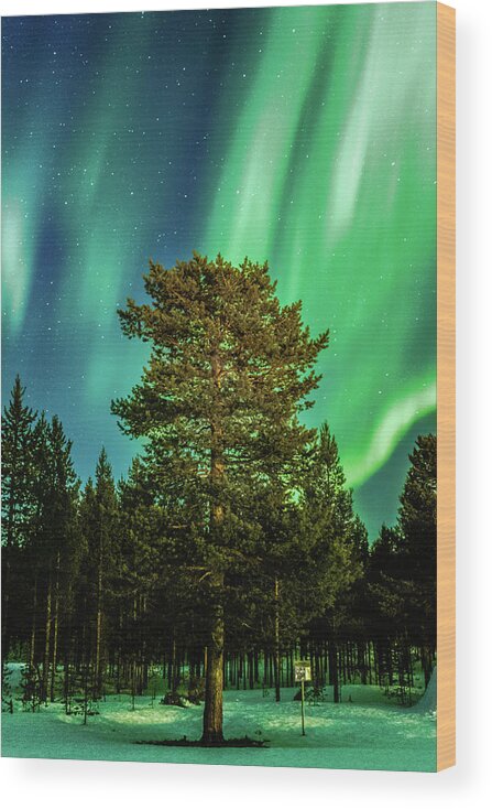 Landscape Wood Print featuring the photograph Majestic Tree Under the Northern Lights Karasjok Norway #1 by Adam Rainoff