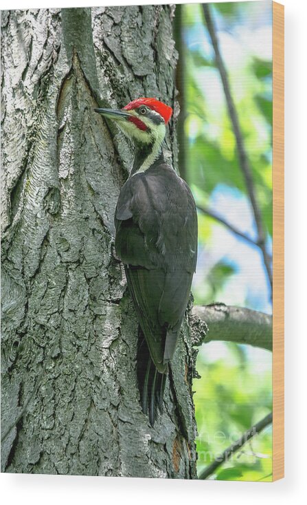 Cheryl Baxter Photography Wood Print featuring the photograph Mr. Pileated Woodpecker by Cheryl Baxter