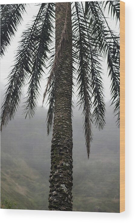  Wood Print featuring the photograph Palm, Koolau Trail, Oahu by Kenneth Campbell