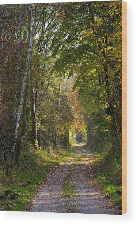 Autumn Wood Print featuring the photograph Path Through Autumn Forest #1 by Andreas Berthold