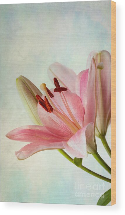 Lily Wood Print featuring the photograph Pink Lilies #1 by Nailia Schwarz