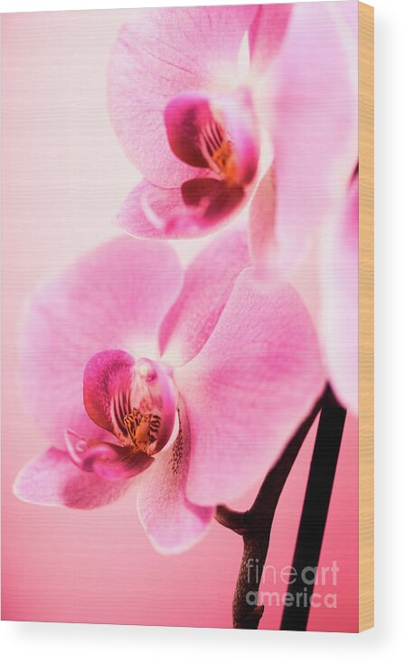 Orchid Wood Print featuring the photograph Pink Orchid Closeup #1 by Jelena Jovanovic