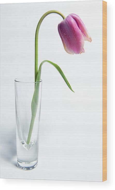  Wood Print featuring the photograph Pink Tulip by Helen Jackson