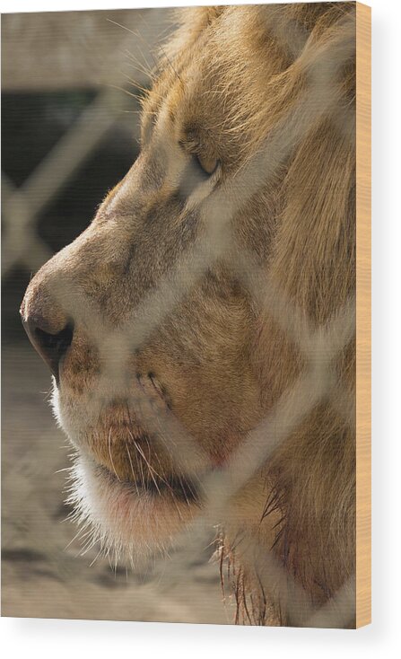 Acres Wood Print featuring the photograph Profile of a King #2 by Travis Rogers
