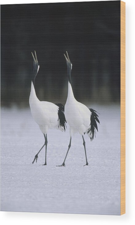 00190826 Wood Print featuring the photograph Red-crowned Crane Grus Japonensis Pair by Konrad Wothe