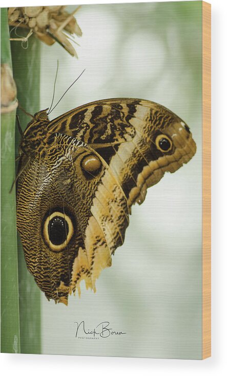 Butterfly Wood Print featuring the photograph Resting #1 by Nick Boren