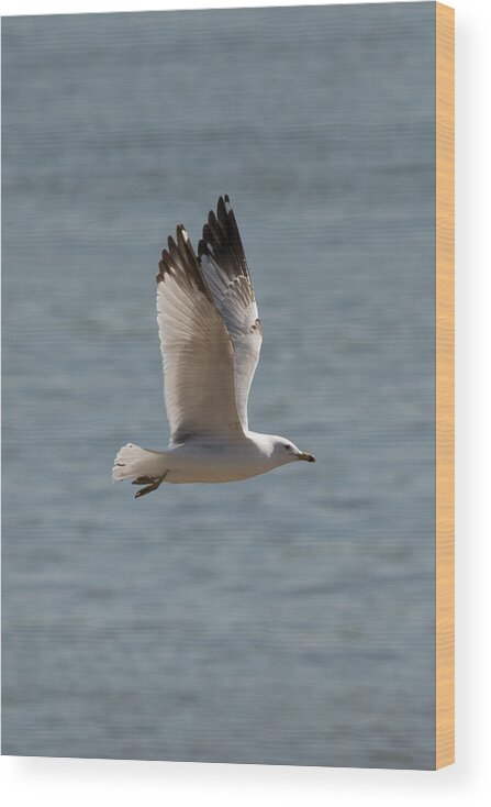Ring Billed Gull Wood Print featuring the photograph Ring-Billed Gull #1 by Holden The Moment