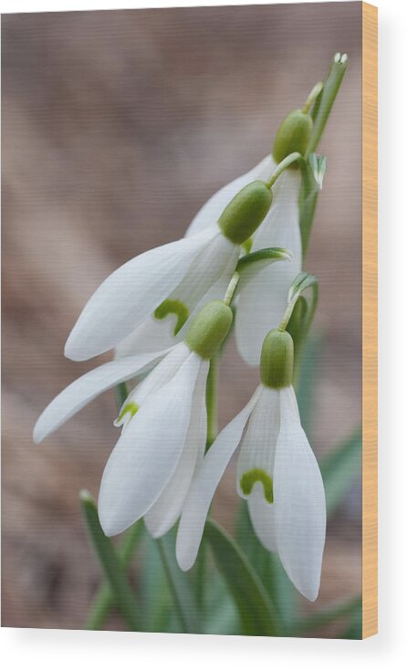Snowdrop Wood Print featuring the photograph Sign of Spring #1 by Andreas Freund