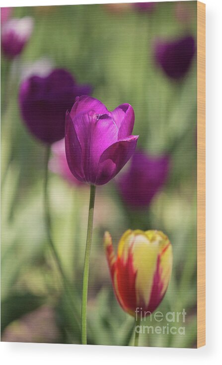 Tulip Wood Print featuring the photograph Study of Tulips #2 by Doc Braham