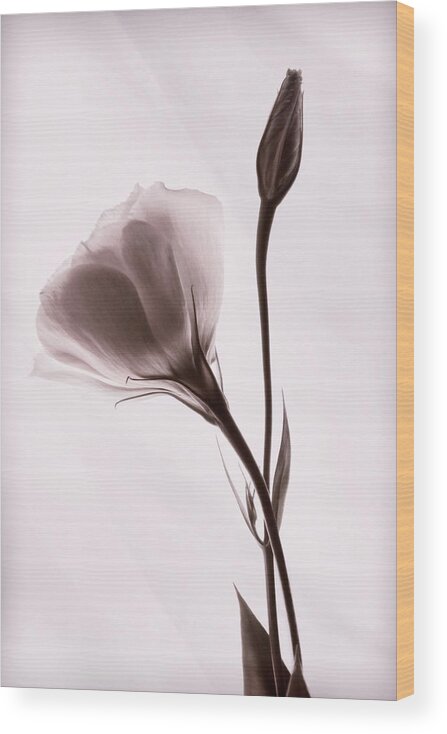 Lisianthus Flowers Wood Print featuring the photograph Supple #1 by Leda Robertson