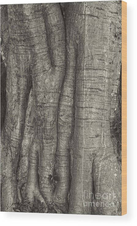 Tree Wood Print featuring the photograph Tree trunk #1 by Les Palenik