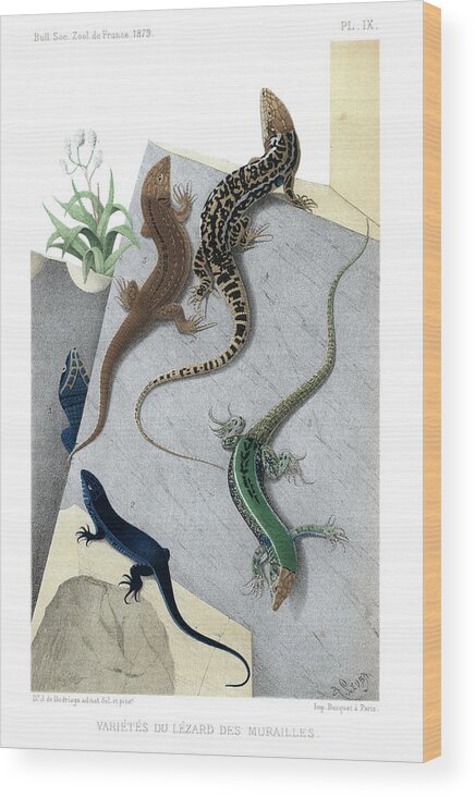 Podarcis Muralis Wood Print featuring the drawing Varieties of wall Lizard #2 by Jacques von Bedriaga