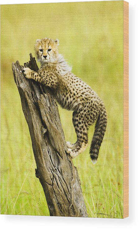 Africa Wood Print featuring the photograph What a Cutie by Michele Burgess