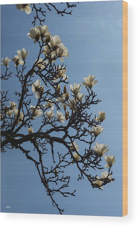  Wood Print featuring the photograph White Magnolia #1 by Dana Sohr