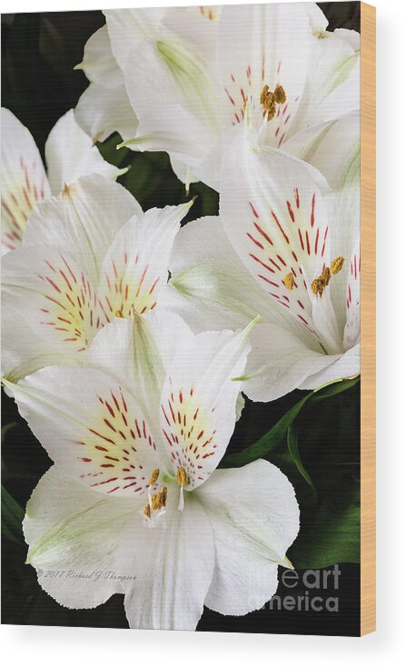 Peruvian Lilies Wood Print featuring the photograph White Peruvian Lilies In Bloom #2 by Richard J Thompson