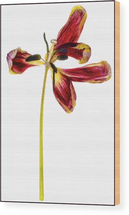 Wilting Wood Print featuring the photograph Wilting red petaled tulip #1 by Anders Kustas