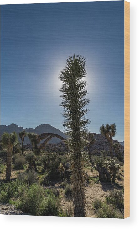 California Wood Print featuring the photograph Young Joshua Tree #1 by Donald Pash
