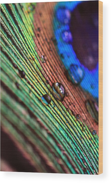 Pfau Wood Print featuring the photograph Peacock Feather #11 by Falko Follert