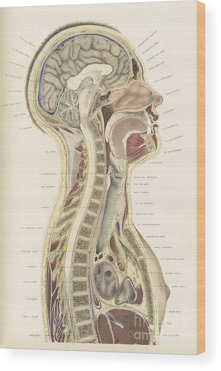 Science Wood Print featuring the photograph Topographisch-anatomischer, Braune, 1872 #11 by Science Source