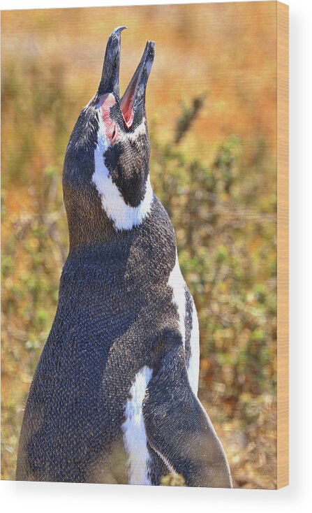 Penguins Tombo Reserve Puerto Madryn Argentina Wood Print featuring the photograph Penguins Tombo Reserve Puerto Madryn Argentina #12 by Paul James Bannerman