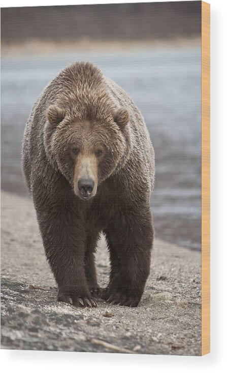 Mp Wood Print featuring the photograph Grizzly Bear Ursus Arctos Horribilis #13 by Matthias Breiter