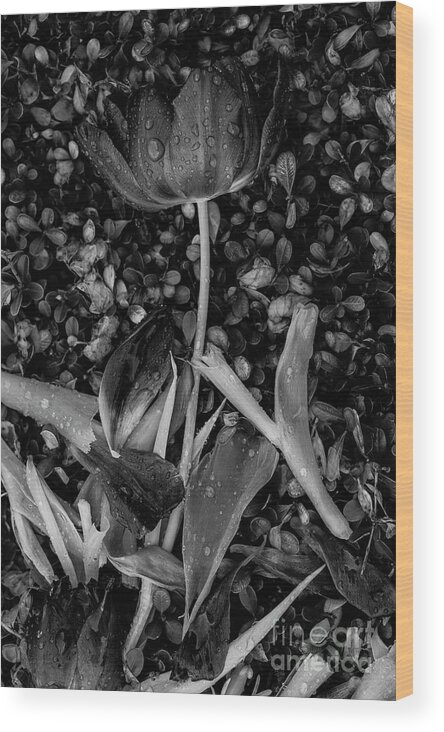 Tulips Wood Print featuring the photograph Tulips Wilting #14 by Jim Corwin