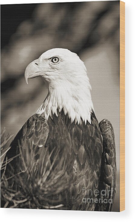 Afternoon Wood Print featuring the photograph Bald Eagle #15 by John Hyde - Printscapes