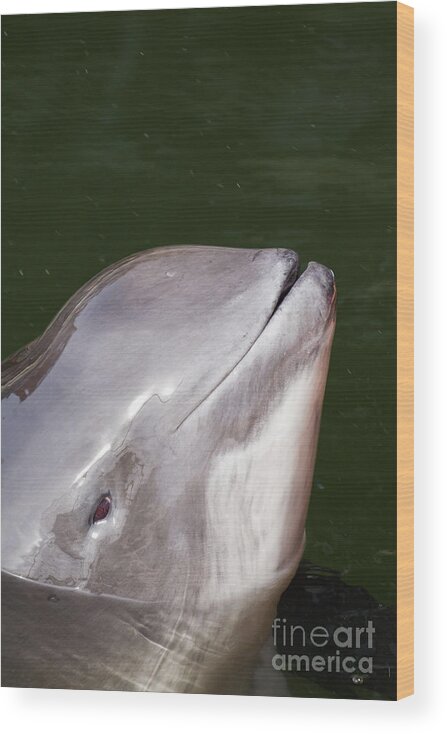 Harbour Porpoise Wood Print featuring the photograph 150501p238 by Arterra Picture Library