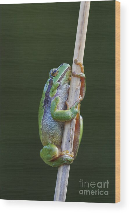 Common Tree Frog Wood Print featuring the photograph 150501p319 by Arterra Picture Library