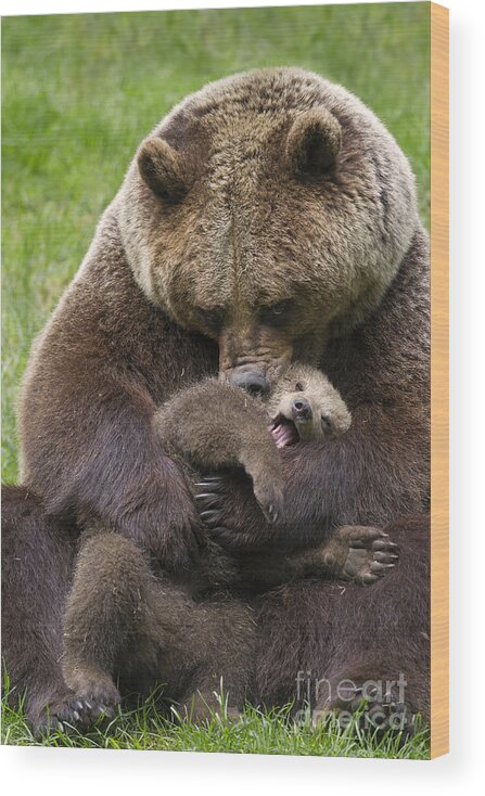 Cute Wood Print featuring the photograph Mother bear cuddling cub by Arterra Picture Library