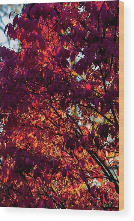 Fall Foliage Wood Print featuring the photograph Fall Foliage #166 by Robert Ullmann