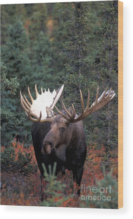 Animal Wood Print featuring the photograph Moose #19 by Mark Newman