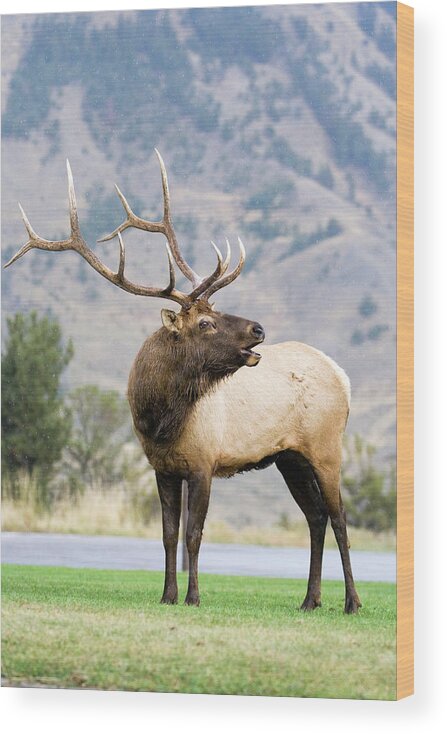 Elk Wood Print featuring the photograph Bull Elk by Wesley Aston