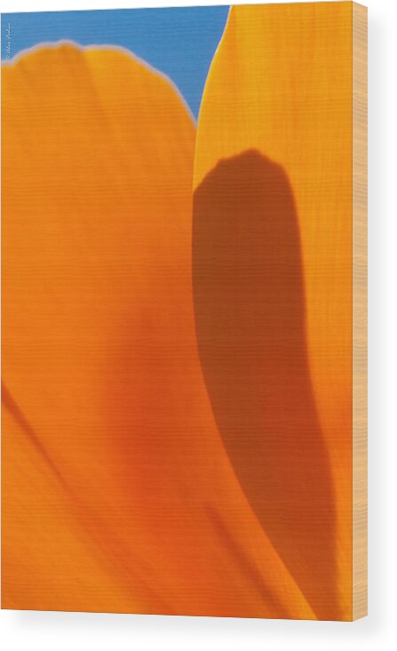 California Wood Print featuring the photograph Californian Poppies #2 by Alexander Fedin