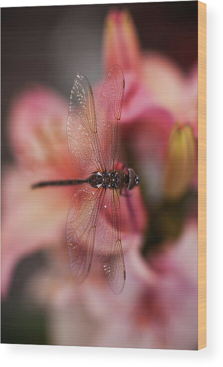 Dragonfly Wood Print featuring the photograph Dragonfly Serenity #2 by Mike Reid