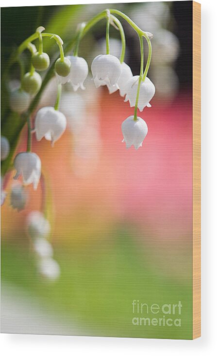 Aroma Wood Print featuring the photograph Lily of the valley #2 by Kati Finell