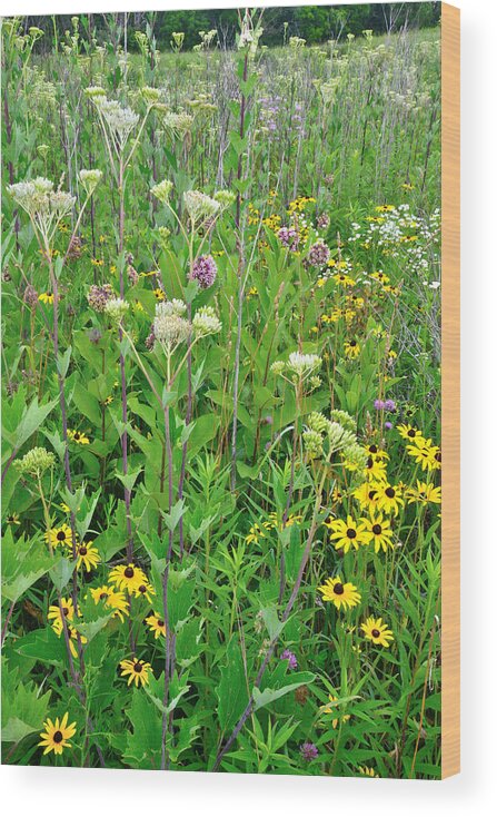 Butterfly Weed Wood Print featuring the photograph Marengo Ridge #2 by Ray Mathis