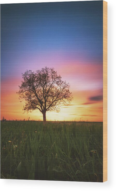 Tree Wood Print featuring the photograph Sunset #4 by Marc Braner