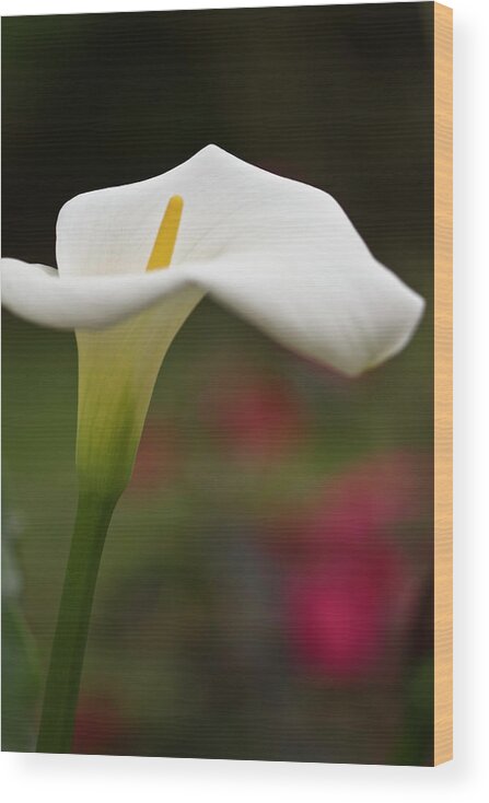 Calla Wood Print featuring the photograph White Calla #2 by Heiko Koehrer-Wagner